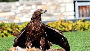 brown eagle on grass photography